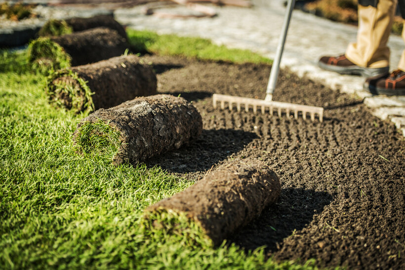 Several turf rolls lie on grass beside soil being raked smooth for laying. - landscaping tasks