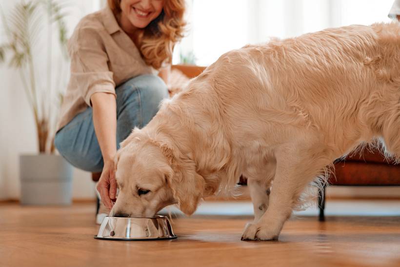 how much does house sitting cost - Woman feeding a golden retriever inside a home