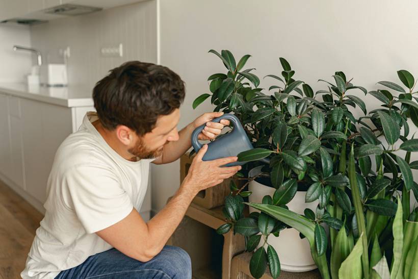 how much does house sitting cost - Man watering indoor plants while caring for a home