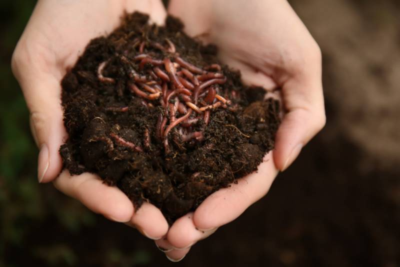 two hands holding soil with worms