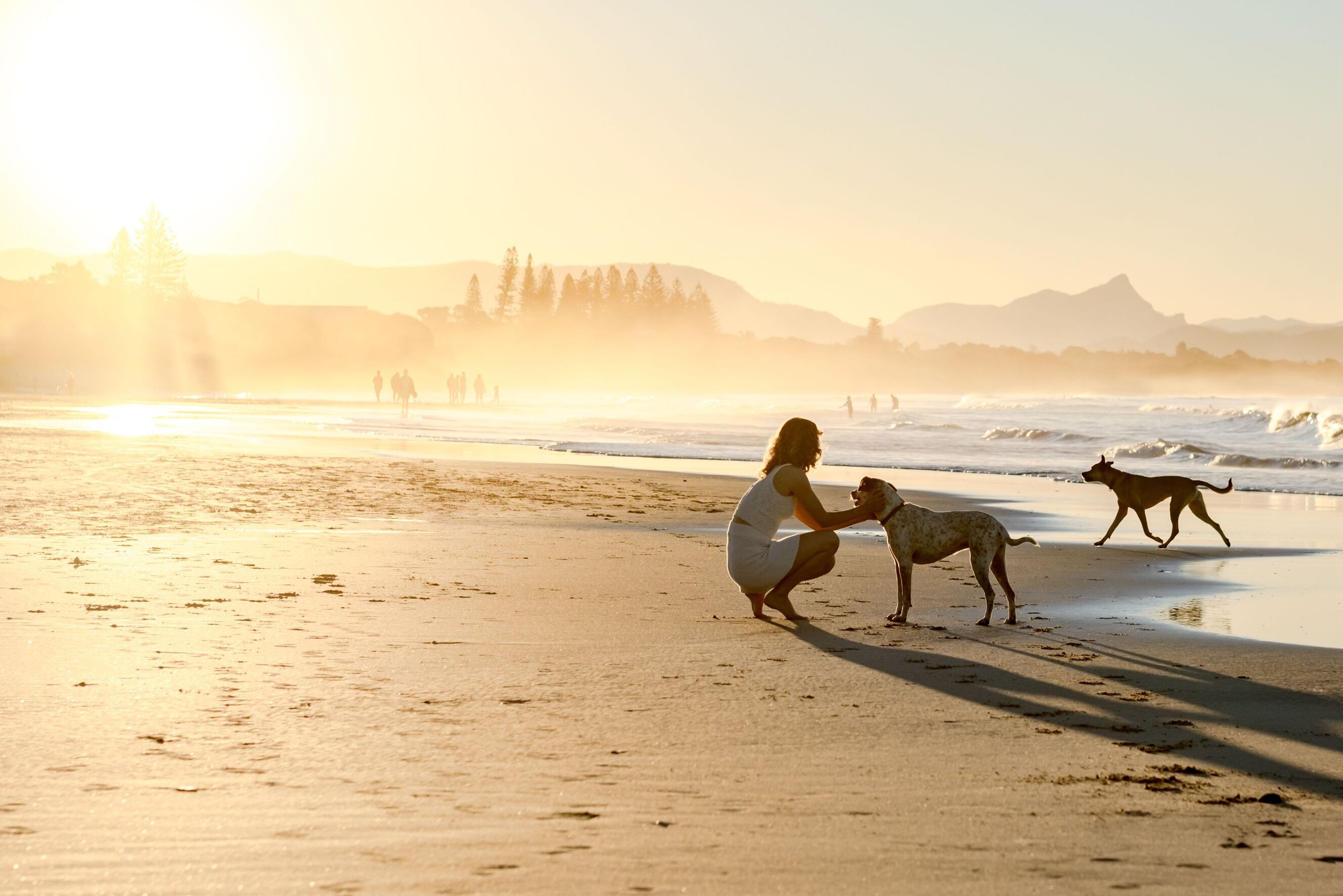 Two dogs with their owner on a sunset beach, warm light reflecting off wet sand.