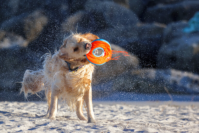 A wet golden dog shaking water off its fur while holding a toy on a sandy beach. - hot weather safety tips for pets