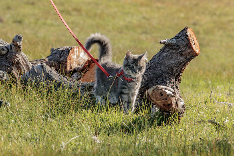 Cat wearing a red harness and lead standing in bright green summer grass. - hot weather safety tips for pets