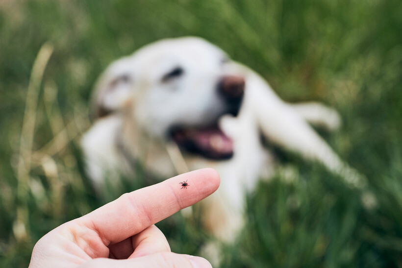 A small tick on a human fingertip with a white dog in the background on grass. - hot weather safety tips for pets