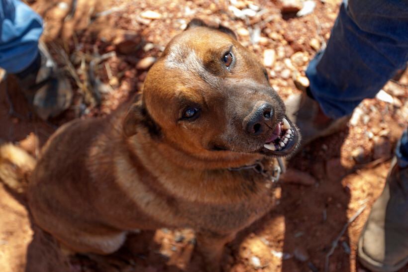 Dog gazing up at a person standing on rough ground in bright sunlight. - hot weather safety tips for pets