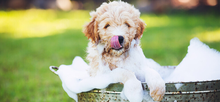 Illustration of Mobile Pet Grooming For Dogs Prices