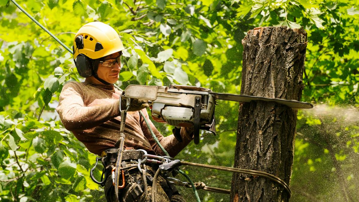 tree removal specialist cutting remaining part of tree