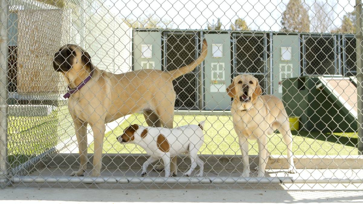 dog boarding two dogs