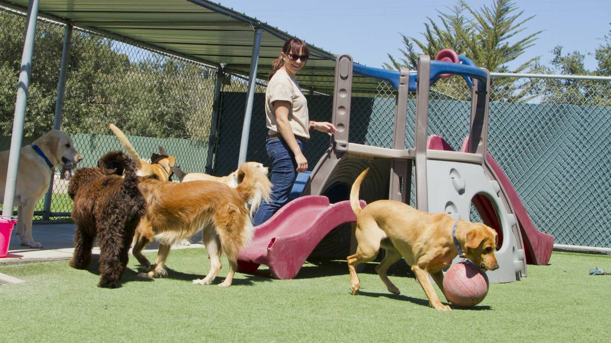 Average doggy cheap daycare cost