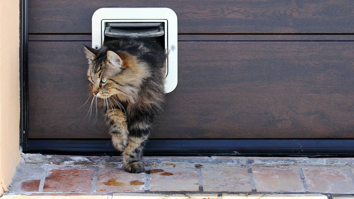 a cat going out from the cat flap
