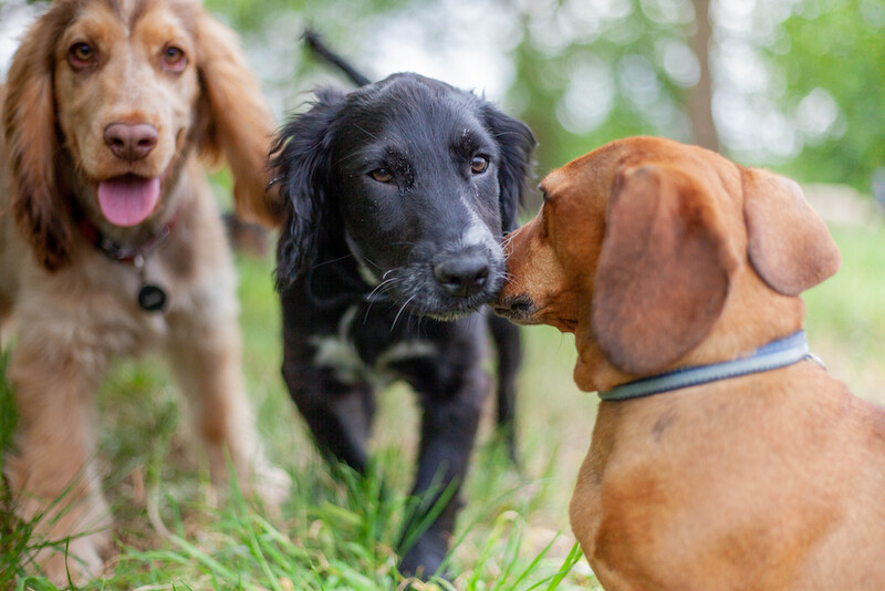 Doggy daycare best sale cost per day