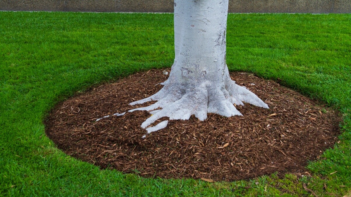 a tree nourished by mulch