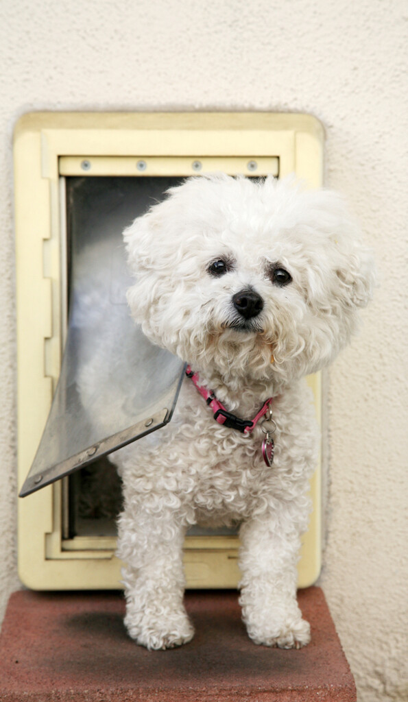 bichon frise dog tyring to going out through dog flap