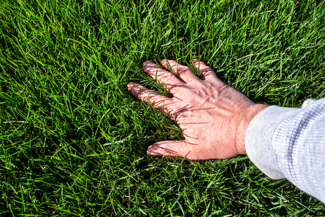 gardener inspecting lawn lush green grass lawn