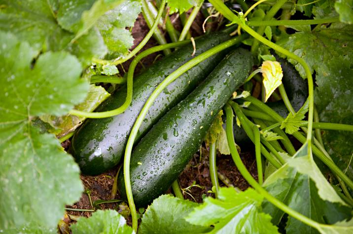 planting courgettes in garden