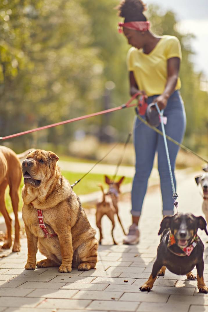 Average cost of store a dog walker