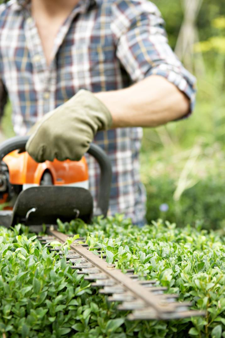 a gardener trimming a hedge