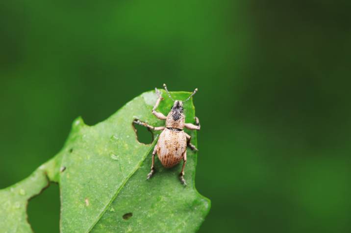 vine weevil on a leaf