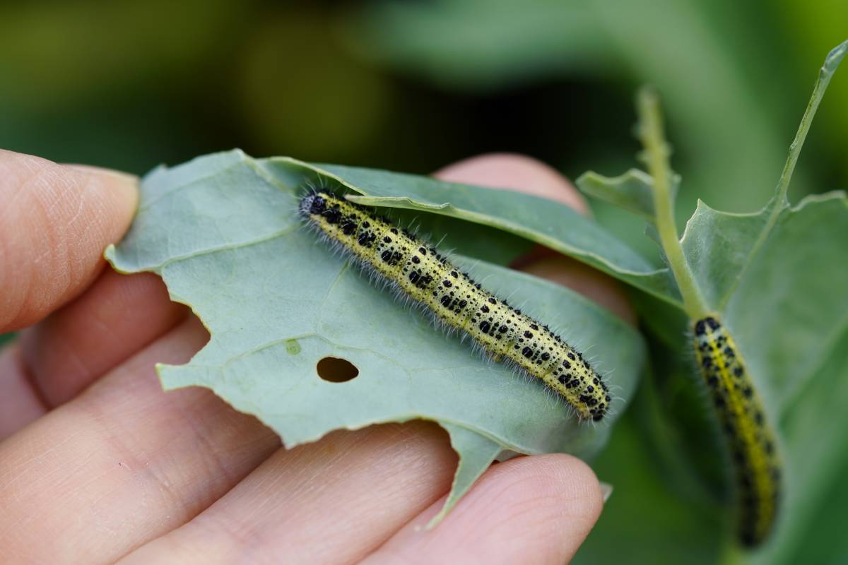 caterpillar pests on leaves 