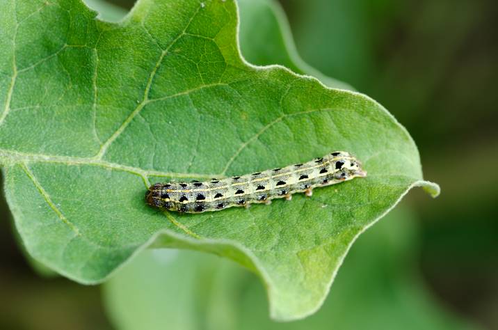 cutworm insect pest on eggplant 