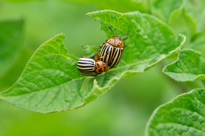 beetles eating a potato leaf and destroying a crop 