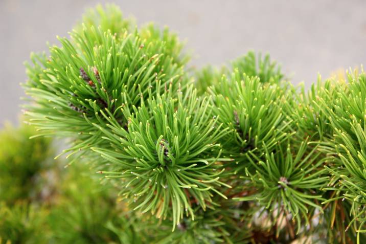 dwarf mountain pine pot plant