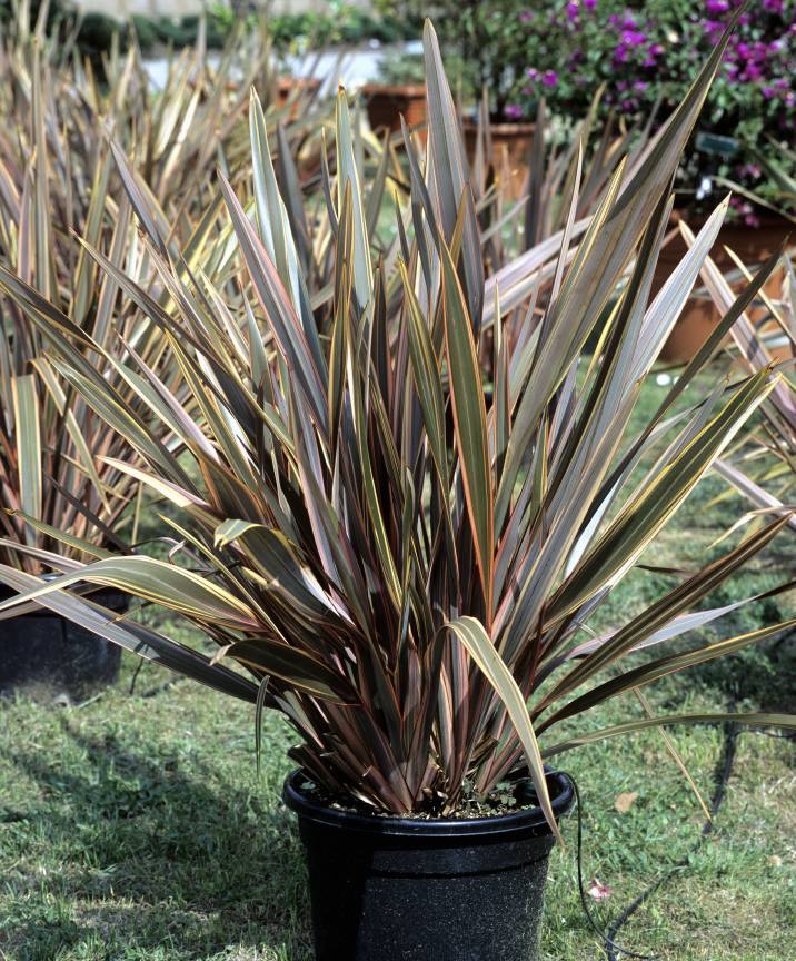 phormium plant in a container