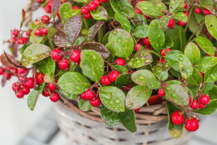 Wintergreen plant with red berries in a flower pot
