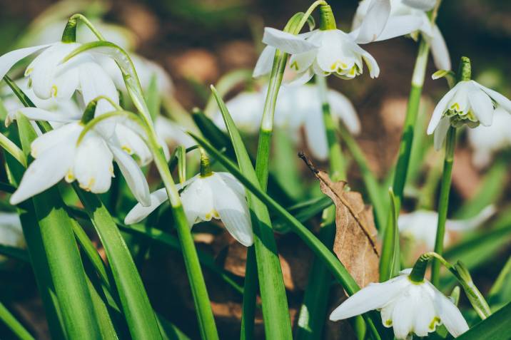 closeup of white snowdrop flowers in container garden