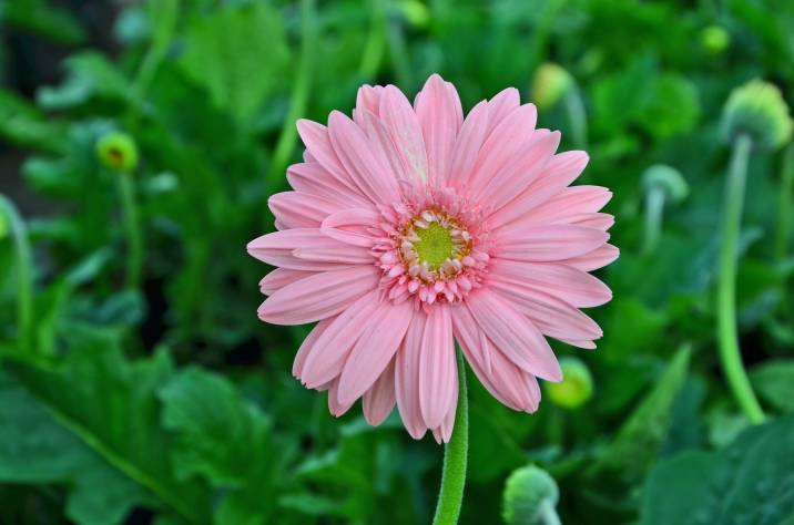 beautiful pink gerbera flower in container garden