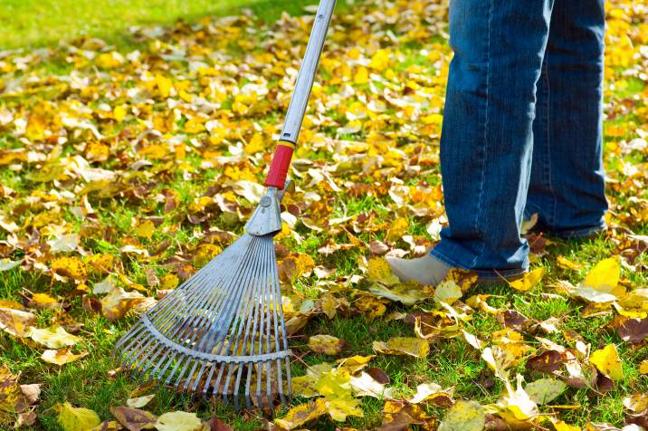 raking leaves on lawn to prevent weed growth during summer