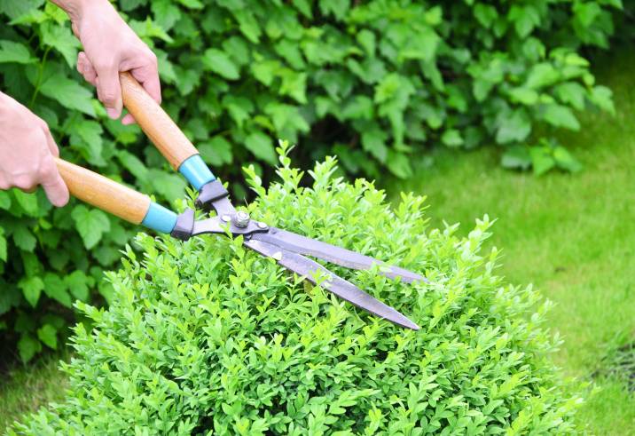 trimming a bush and ensuring a narrow top to promote good foliage