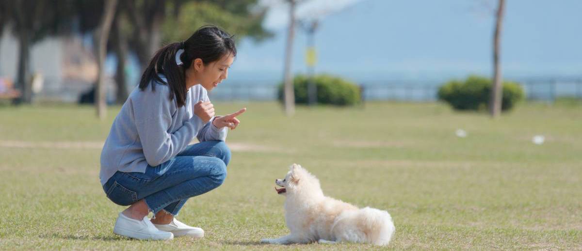 How to a Dog Trainer Airtasker UK