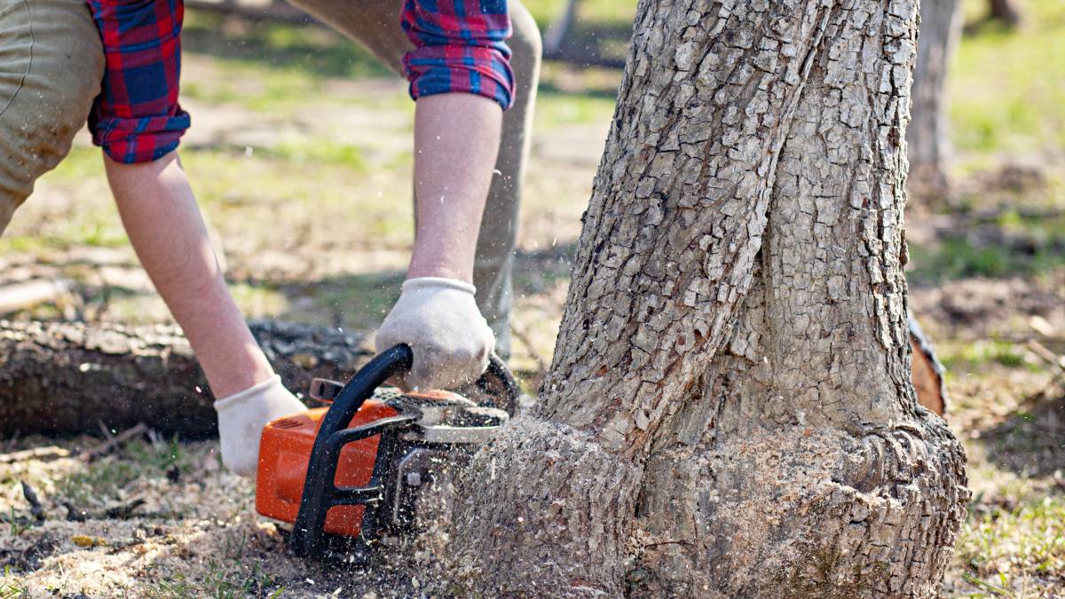 woodcutters cutting tree stump