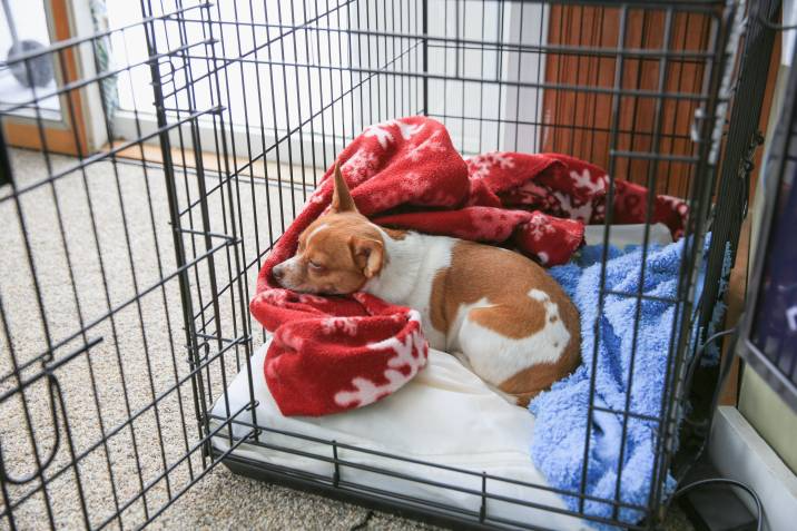 cosy dog crate with blankets 