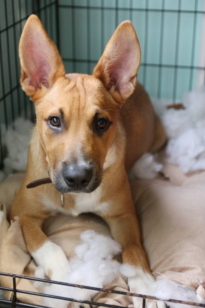 German Shepherd dog in crate