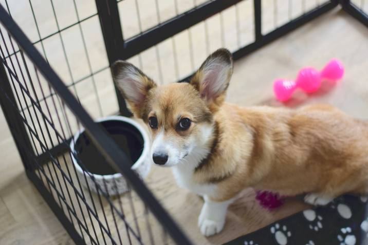 corgi puppy inside crate