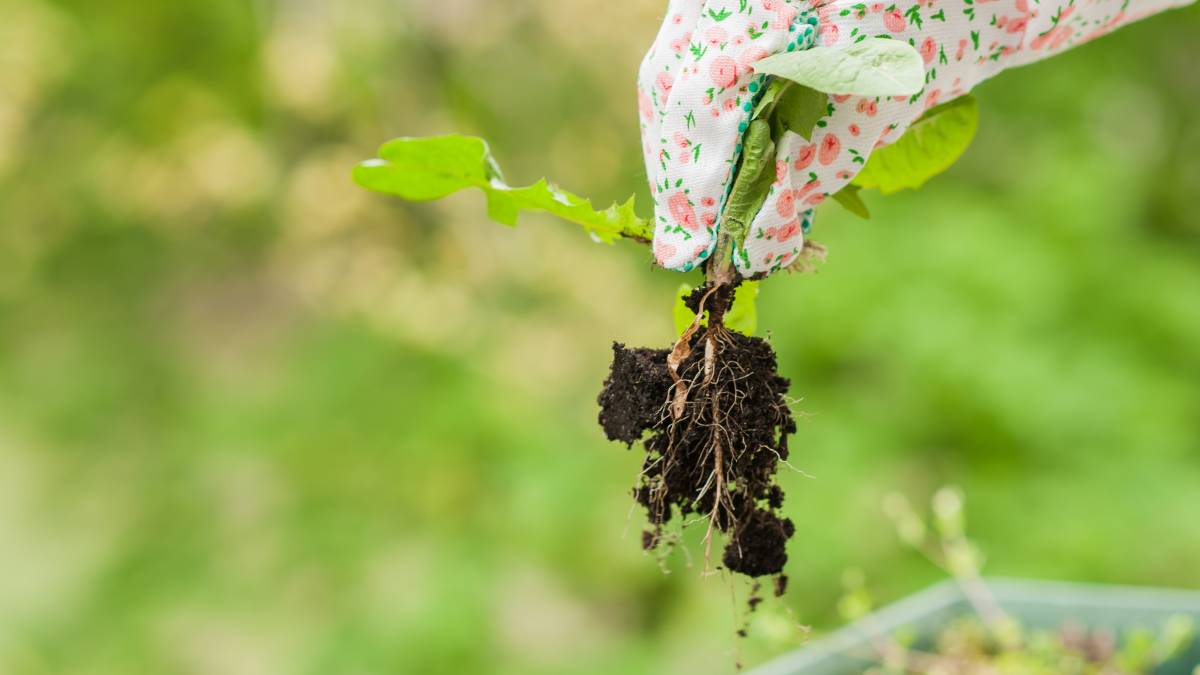 garden weeding