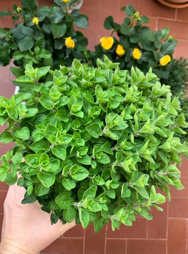 oregano plant for companion planting, natural pest repellent