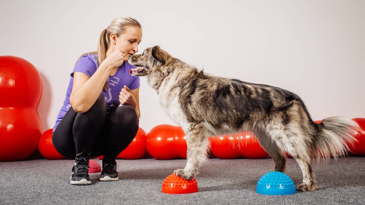 professional training a dog