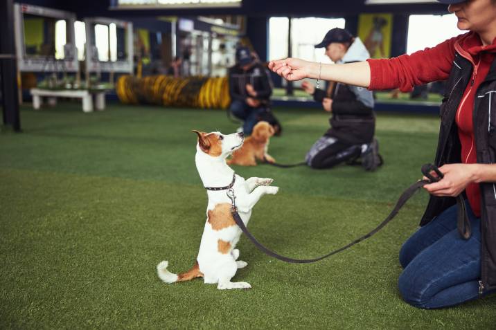 a professional dog trainer teaching a command
