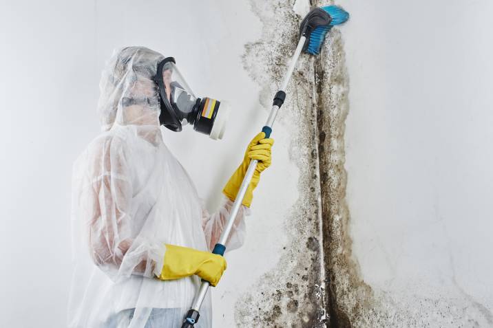 Mould removal in home