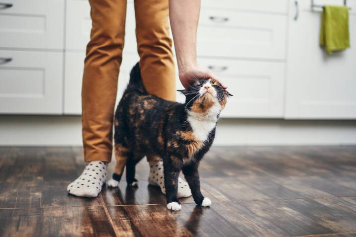 Man petting a cat. Pet sitting side hustle for social workers