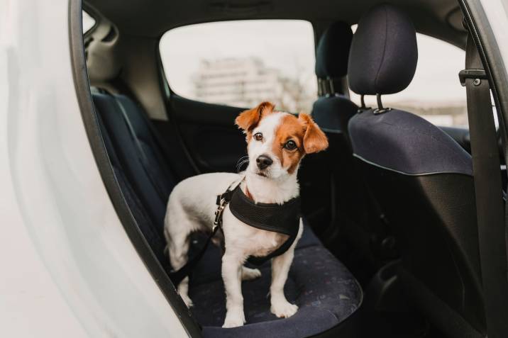 Pet transport side hustle. Cute small jack russell dog in a car wearing a safe harness and seat belt