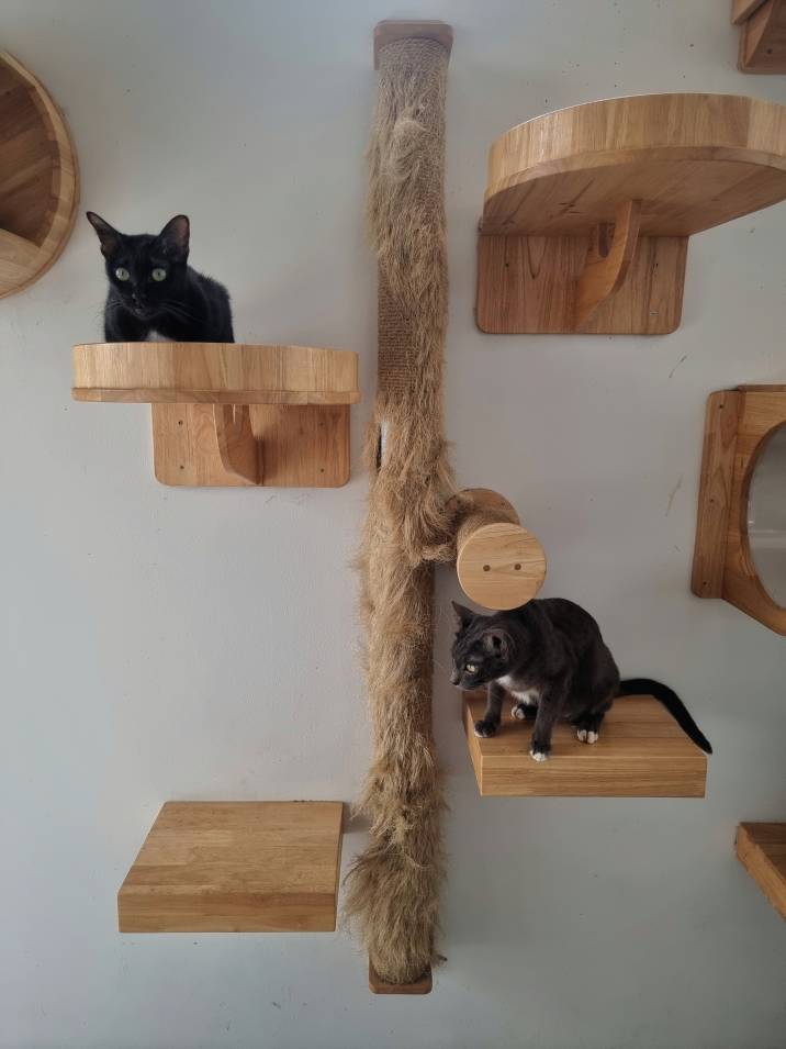 Pet furniture. Two cats sitting on wall-mounted cat beds