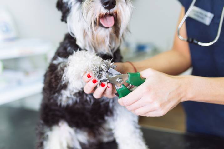 Mobile pet grooming side hustle. Veterinarian trimming dog's nails