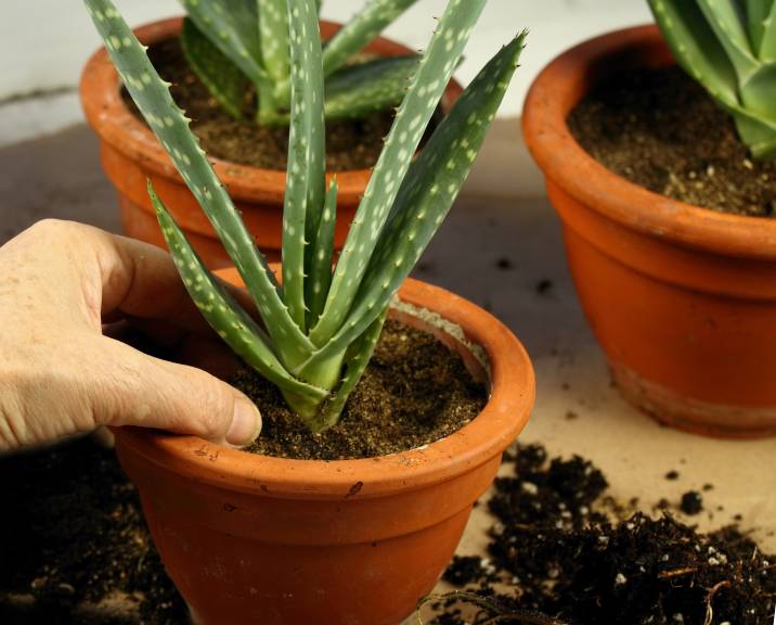 repotting-aloe-vera-plant