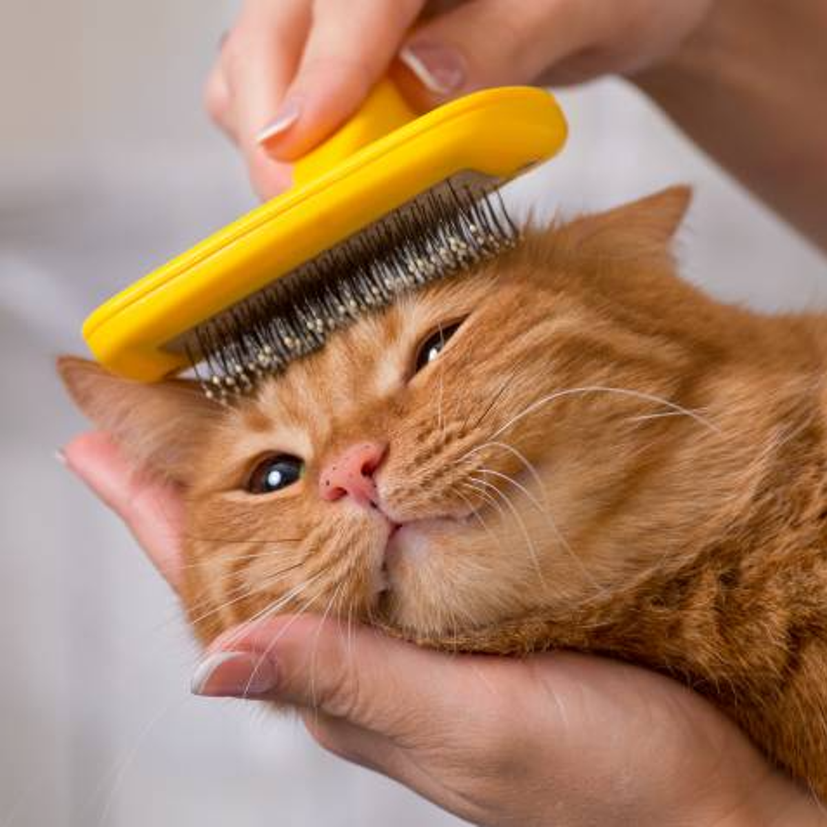 How Much Does It Cost to Groom a Cat UK: Ultimate Price Guide 2025