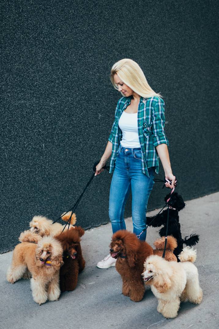 House sitter cost - House sitter walking a group of poodles on a city sidewalk