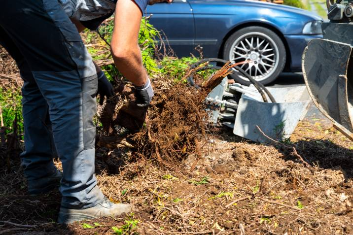 man uprooting a plant